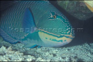 Bicolour Parrotfish, Red Sea