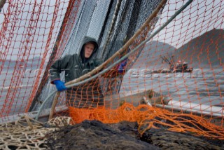 08/15/08  Crew member Nick Demmert hauls in the net while sein fishing on Captain Larry Demmerts boat just off of the outer islands west of Prince of Whales Island in SE Alaska. This is a native fishing hole. At this time they were catching mostly humpies.