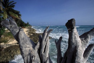 Sun Bleeched Roots, Silver Sands, Barbados