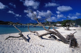 Driftwood on the beach