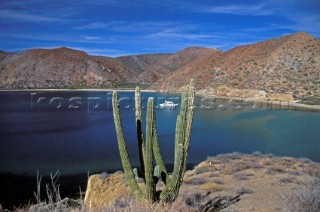 Cactus on cliff top over looking Sea of Cortez, Mexico