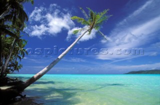 Palm tree leaning out over sea, French Polynesia