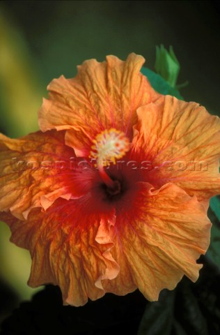 Pale orange Hibiscus French Polynesia