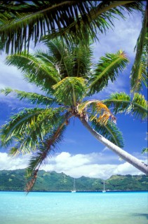 Palm trees over clear shallow tropical sea