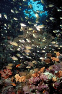 School of fish on a coral reef