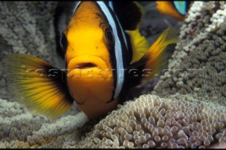 Anemone fish