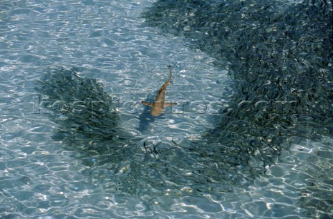 Baby black tipped reef shark stalking a shoal of fish in shallow water in the Maldives  Baby black t