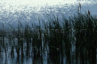 Sea Grass