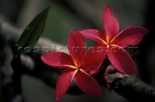 Frangipani