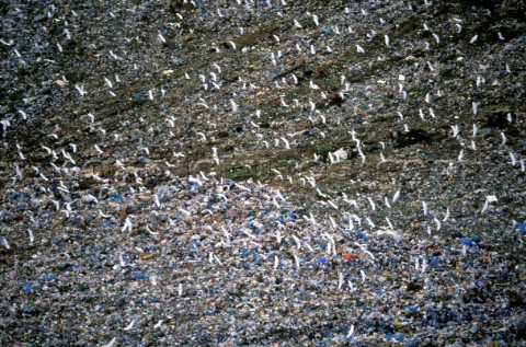 A flock of birds scavanging on a rubbish dump