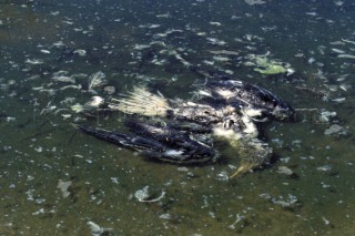 A dead seagull lying in shallow water