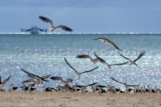 Flock of seagulls on sandy beach with fishing boat in background