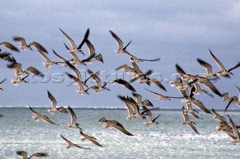 Flock of seagulls flying over sea