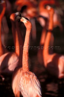 Close up of flamingo