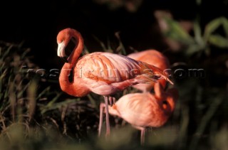 Two flamingoes