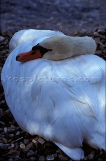 White Swan standing on shingle by river