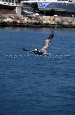 Pelican flying low over water