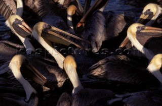 Pelicans