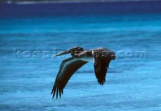 Pelican in flight