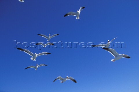 Flock of seagulls against clear blue sky