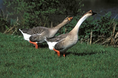 Two Canada geese walking across grass