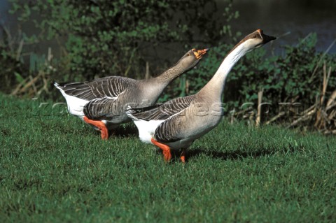 Two Canada geese walking across grass 