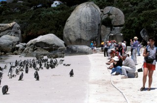 Tourists watching enguins on the beach, South Africa