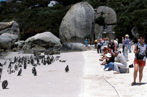 Tourists watching enguins on the beach South Africa