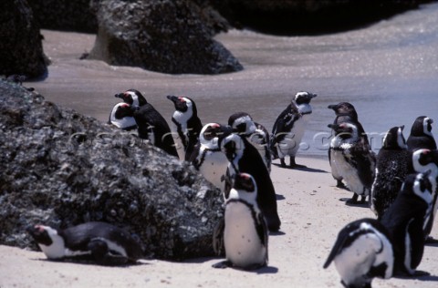 Penguins on the beach South Africa