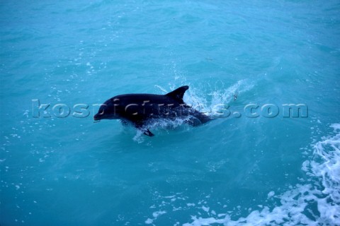 Dolphin leaping through water