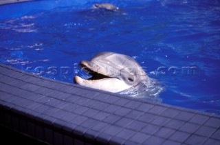 Captive dolphin in pool