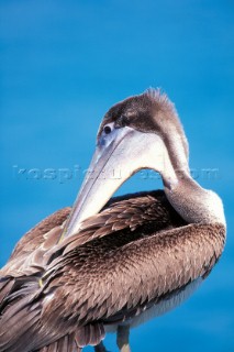 Pelican pruning itself