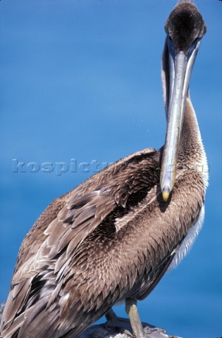 Pelican