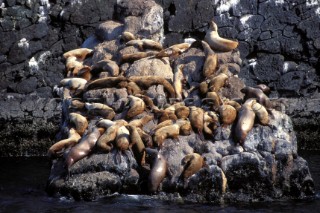 Seals lying on rocks