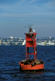 Seals lying on marker bouy