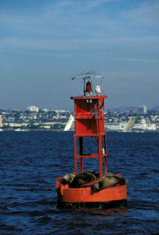 Seals lying on marker bouy