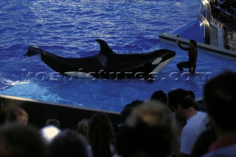 Killer whale in captivity