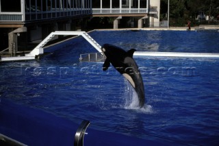 Killer whale in captivity