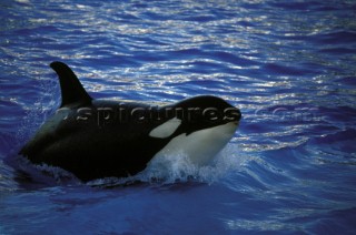 Killer whale in captivity