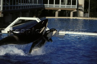 Killer whale in captivity