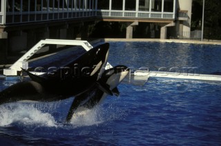 Killer whale in captivity