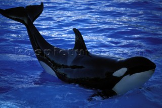 Killer whale in captivity