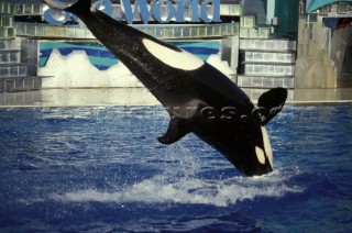 Killer whale in captivity