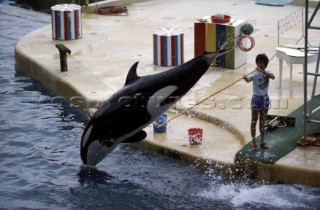 Killer whale in captivity