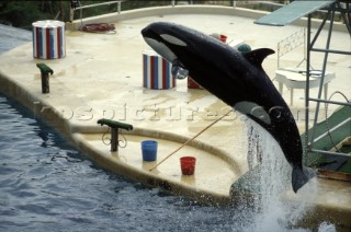 Killer whale in captivity