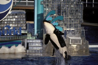 Killer whale in captivity