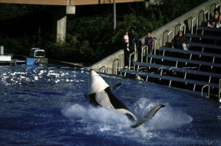 Killer whale in captivity