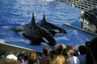 Killer whale in captivity