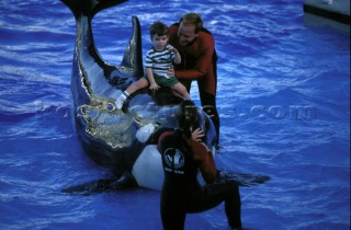 Killer whale in captivity