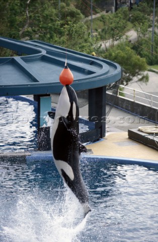 Killer whale in captivity